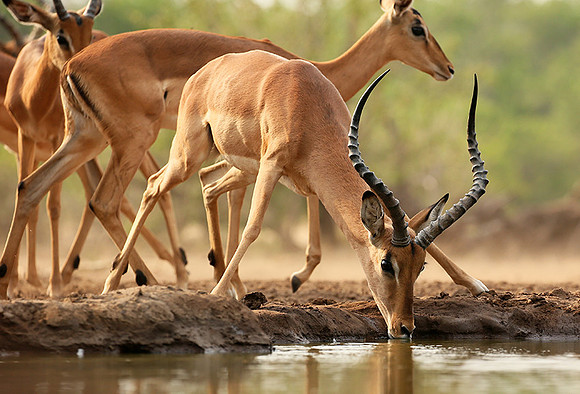 At the waterhole - Mashatu game reserve