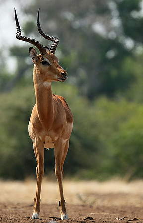 At the waterhole - Mashatu game reserve