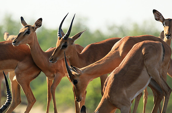At the waterhole - Mashatu game reserve