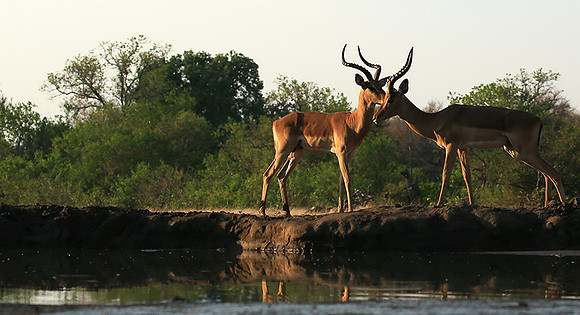 Impalas at the waterhole - Mashatu game reserve