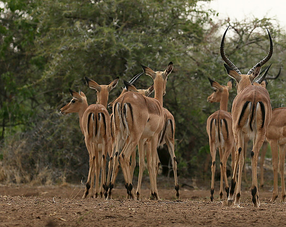 At the waterhole - Mashatu game reserve