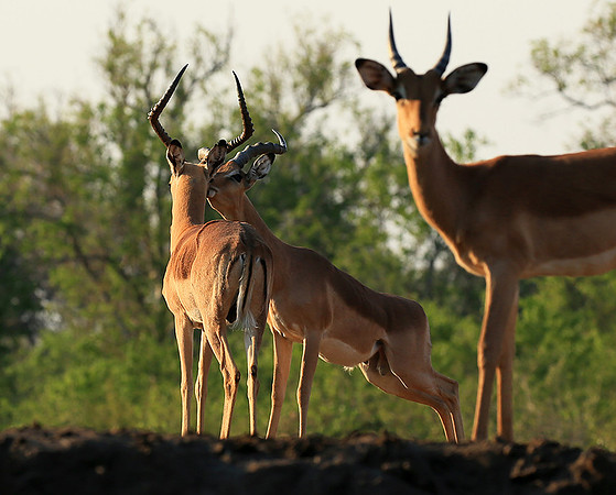 Impalas at the waterhole - Mashatu game reserve