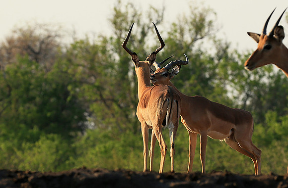 Impalas at the waterhole - Mashatu game reserve