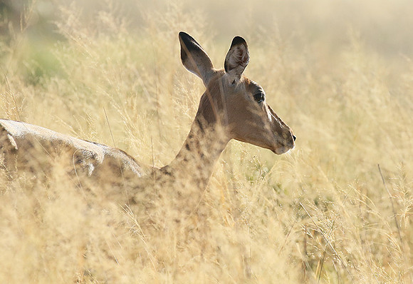 Delta of okavango