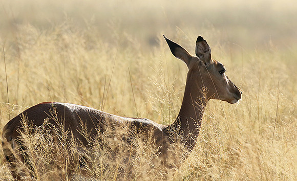 Delta of okavango