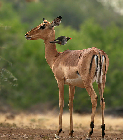 Impalas at the waterhole - Mashatu game reserve