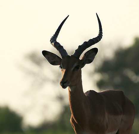 Impalas at the waterhole - Mashatu game reserve
