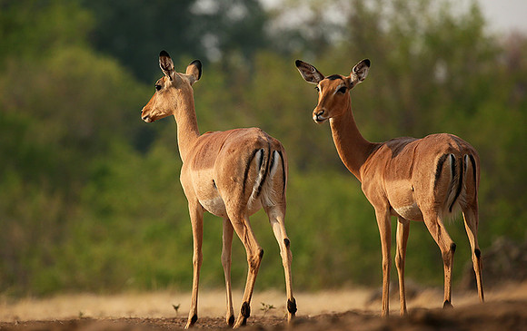 At the waterhole - Mashatu game reserve