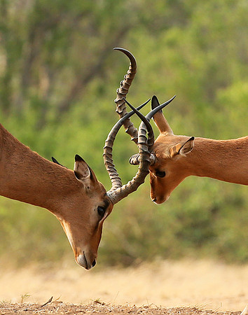 Impalas at the waterhole - Mashatu game reserve
