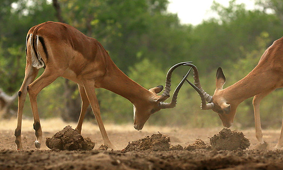 At the waterhole - Mashatu game reserve