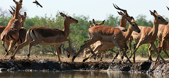 At the waterhole - Mashatu game reserve