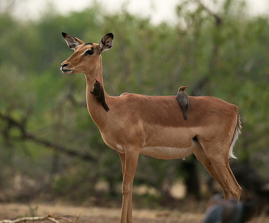 Impalas at the waterhole - Mashatu game reserve