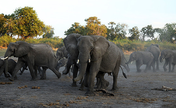 Delta of Okavango - Abu concession