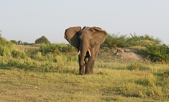 At Duba Plains