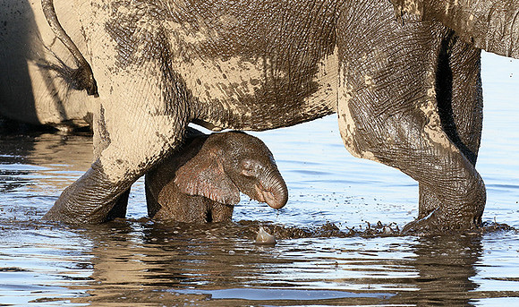 Delta of Okavango