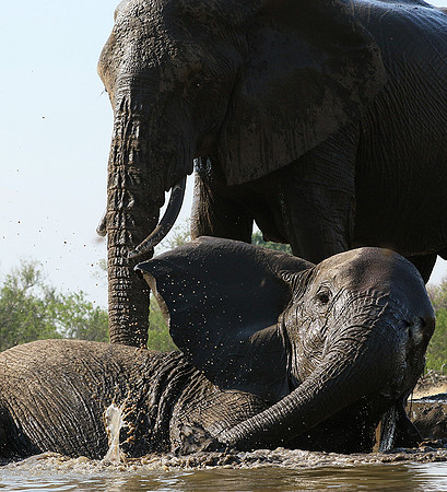 Mashatu : at the waterhole