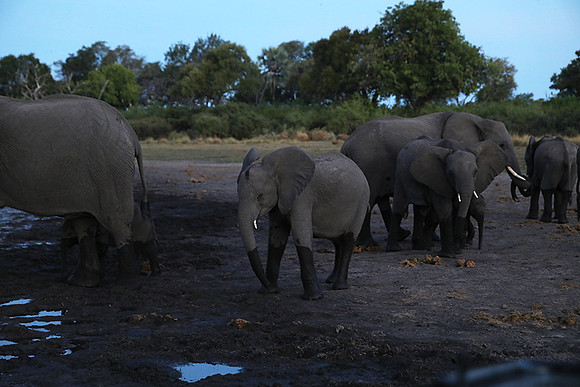 Delta of Okavango