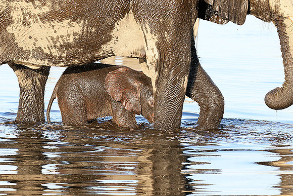 Delta of Okavango
