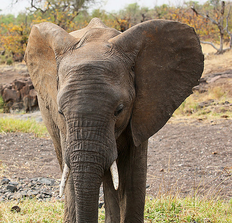 Mashatu game reserve