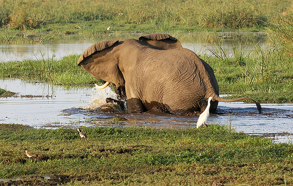 Delta of okavango