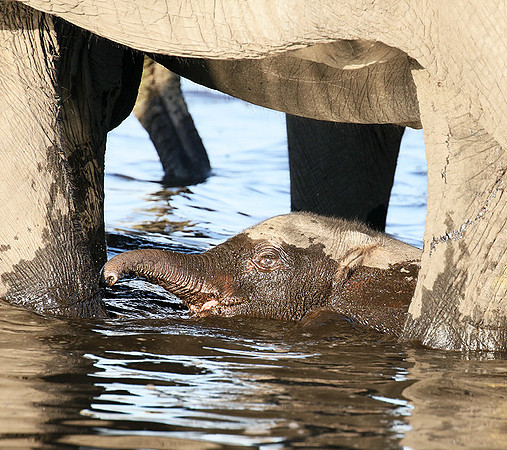 Delta of Okavango