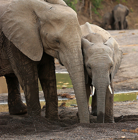 Mashatu game reserve