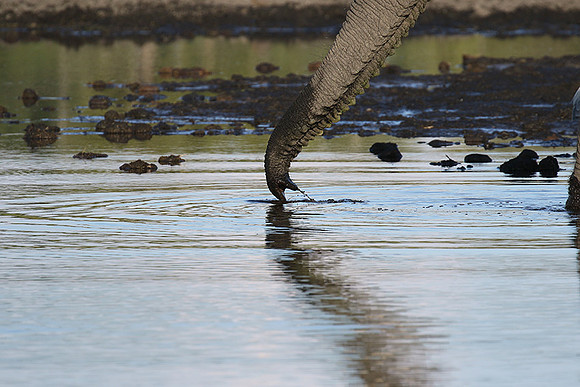 Delta of Okavango