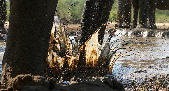 Mashatu : at the waterhole