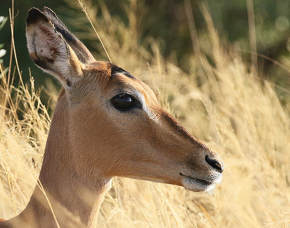 Delta of okavango