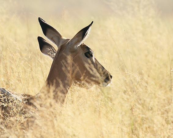 Delta of okavango