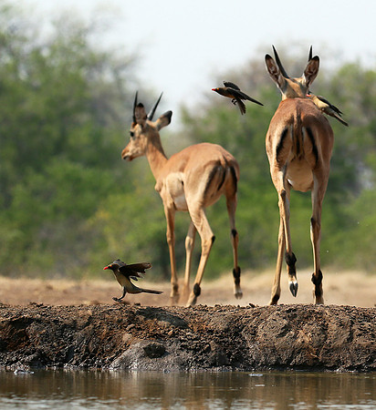 At the waterhole - Mashatu game reserve