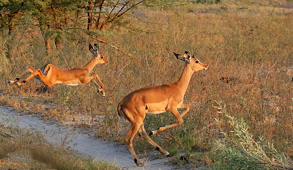 Delta of okavango