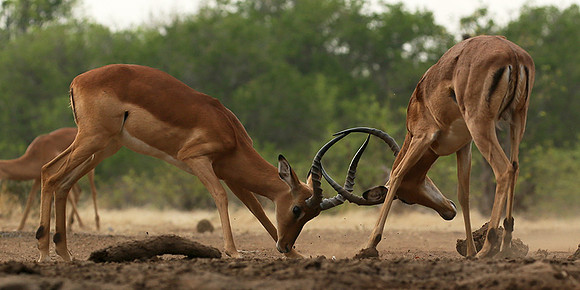 At the waterhole - Mashatu game reserve
