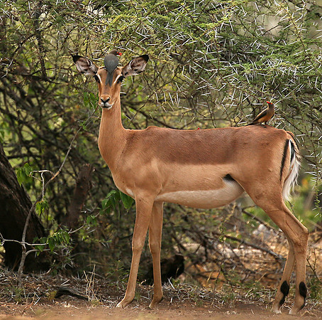 At the waterhole - Mashatu game reserve