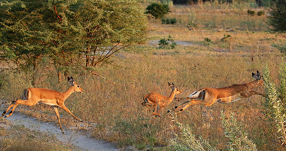 Delta of okavango