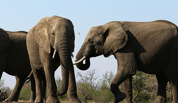 Mashatu : at the waterhole