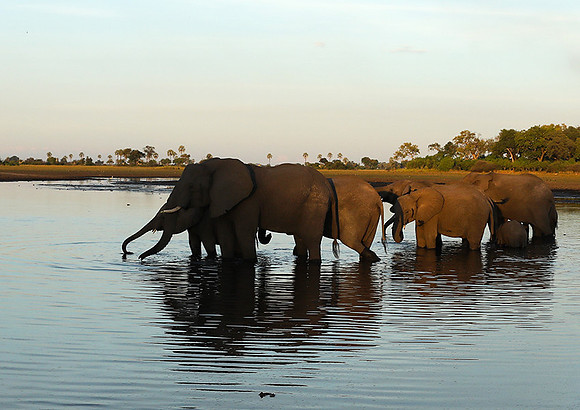 Delta of Okavango