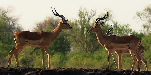 Impalas at the waterhole - Mashatu game reserve