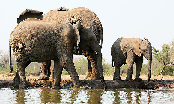 Mashatu game reserve
