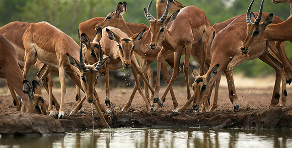At the waterhole - Mashatu game reserve