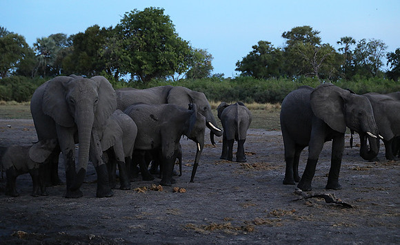 Delta of Okavango