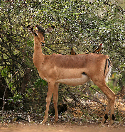 At the waterhole - Mashatu game reserve