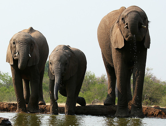 Mashatu game reserve