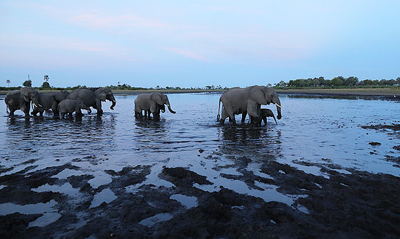 Delta of Okavango