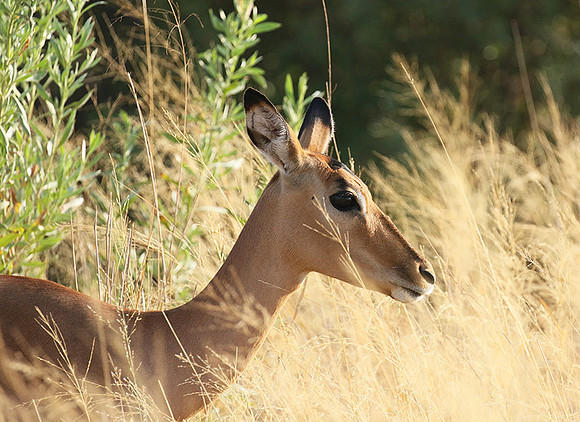 Delta of okavango