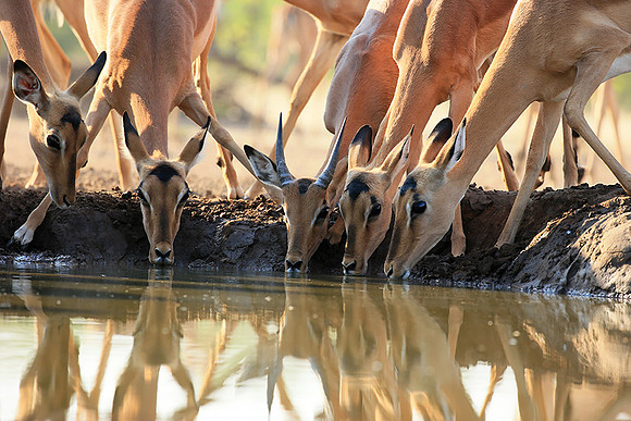 At the waterhole - Mashatu game reserve