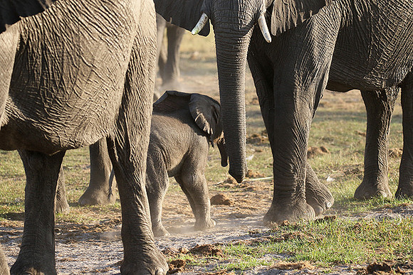 Delta of Okavango