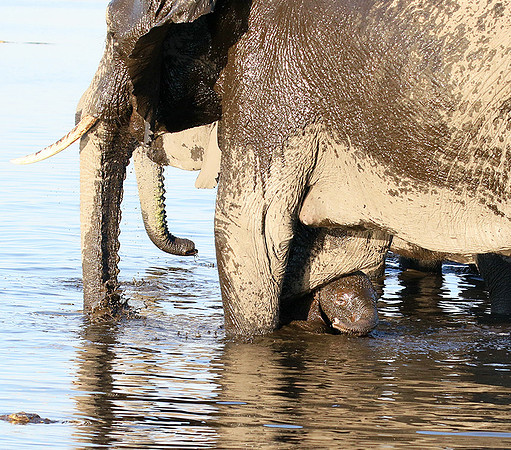 Delta of Okavango (Abu concession)