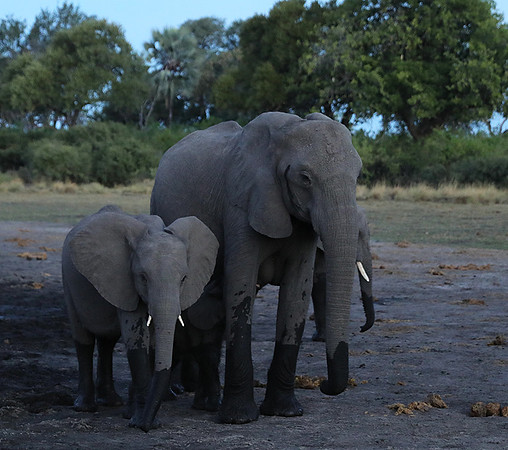 Delta of Okavango