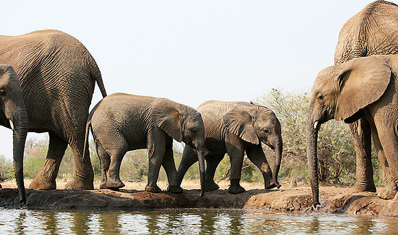 Mashatu game reserve